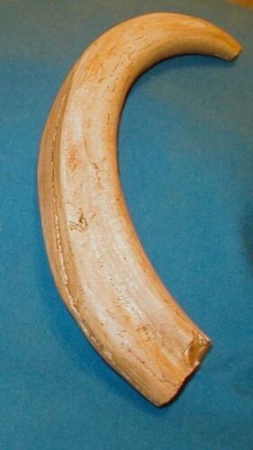 #11 WartHog Tusk  RIGHT HAND  (Imitation Replica) for Display, Engraving - $12.82