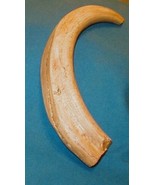 #11 WartHog Tusk  RIGHT HAND  (Imitation Replica) for Display, Engraving - $12.82