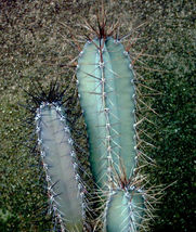 50 Seeds Cereus Forbesii Grafting Stock Grafted Cacti Night Flower Cactu... - £15.97 GBP