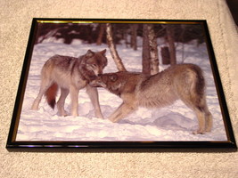 WOLVES ( WOLF ) 8X10 FRAMED PICTURE #6 - £11.15 GBP