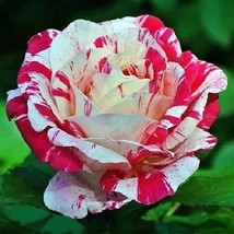  New Pink Rose Red Strip Shrub Flower, 50 Seeds D - £9.95 GBP