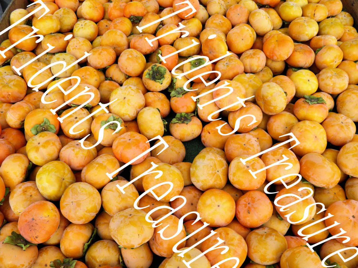 Persimmons Warholesque Wall Art - Digital Food Photo - Kitchen Restaurant Kitsch