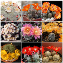 10 pcs Aylostera Mix Seeds Rare Cactus Succulent Plants FRESH SEEDS - £4.78 GBP