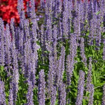 Anise Hyssop Blue Spike Herb Garden Plant Seed 1000 Seeds Fresh Seeds Fast Shipp - $19.99