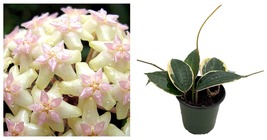 4&quot; Pot - Macro Wax Plant - Hoya macrophylla - Collector&#39;s Series - £46.19 GBP