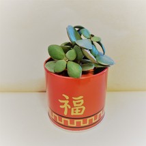Jade Plant in Red Gold Tin, 3" Planter Succulent Crassula ovata Chinese New Year
