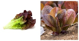 RED ROMAINE LETTUCE SEEDS 4000 SEEDS FOR PLANTING  - £19.01 GBP