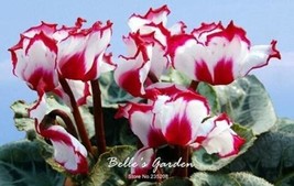 50 pcs Cyclamen Flower Seeds White Red Damask Flowers with Red Edge FRESH SEEDS - £9.43 GBP
