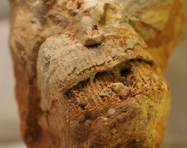#0810 Brachiopod fossil - Payson, Arizona  - £15.92 GBP
