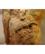 #0810 Brachiopod fossil - Payson, Arizona  - £15.72 GBP