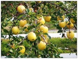 Heirloom Yellow Apple Fruit with Red Stripe Shrub Tree, 10 Seeds D - $10.35