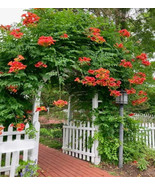 FMG 75 Orange Trumpet Vine Seeds (CamFMGis Radicans) Showy Crepper Flowe... - $227.19 MXN