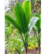 HAWAIIAN GREEN TI LEAF PLANT 2 LOGS ~ GROW HAWAII - £18.65 GBP