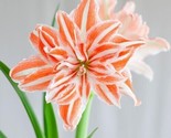 Dancing Queen Amaryllis 20 Seeds Heirloom Flower - £4.78 GBP