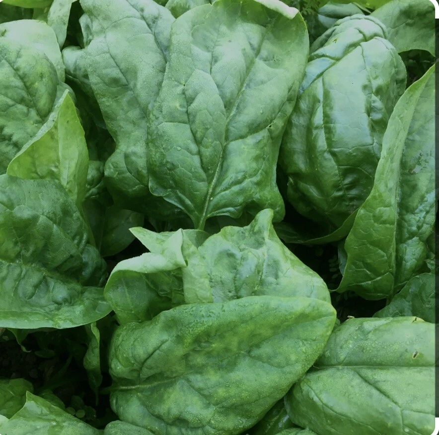 150 Plus Winter Giant Spinach Seeds-Heirloom-Non GMO- Open Pollinated. - $4.60