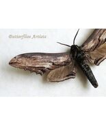 Real Giant Apple Hawkmoth Langia Zenzeroides XL Framed Entomology Shadowbox - $1,392.78 MXN