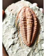 3inch Hamtolenus Vincenti Trilobite Cambrian Trilobite from Morocco - $137.61
