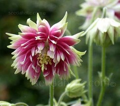 Columbine Nora Barlow * Double Pink Blooms!! 50 Seeds Aquilegia Vulgaris - £3.16 GBP