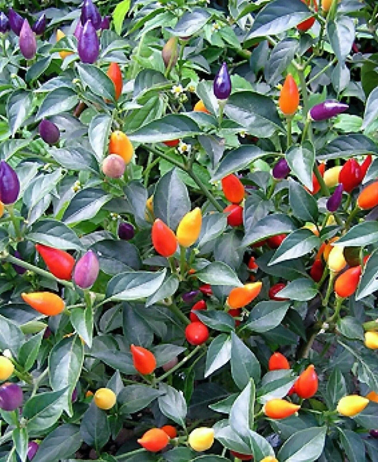 Bolivian Rainbow Pepper Hot 30 Seeds Ornamental Chili Seeds Chilli - $10.44
