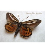 Vere Rare Castnia Athis Hechtia Real Moth Taxidermy Framed Entomology Shadowbox - $3,533.84 MXN