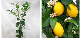 Live Fruit Plant - Meyer Lemon Tree - 26-30&quot; Tall - Gallon Pot - Citrus × meyeri - £99.86 GBP