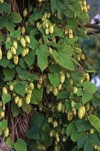 Humulus Lupulus Hallertau Hops Vine Seeds Grown In Usa Gardening - $17.98