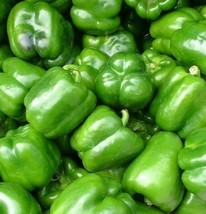 FA Store California Wonder Bell Pepper Seeds 100+ Culinary Sweet Pepper - £6.35 GBP