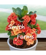 PPA 15+ Seeds Crown Of Thorns Sunset Splendor House Plant  Garden Flowers - $127.75 MXN