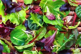 Spring Lettuce Mix - Seeds - Organic - Non Gmo - Heirloom Seeds – Vegeta... - $8.79