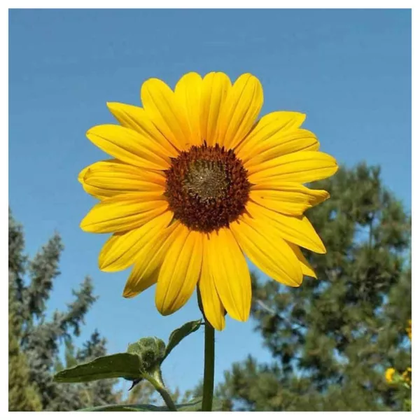 DW Garden Seeds Wild Annual Sunflower 250 Seeds Fresh - £7.82 GBP