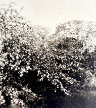 Monmouth Blossoms Landscape Maine 1924 Gravure Print Antique New England DWT8B - £27.18 GBP