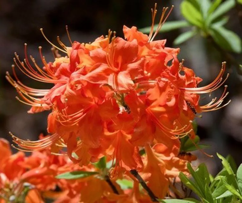 TOM DODD JR Aromi Azalea Rhododendron Deciduous baby plant - £32.72 GBP