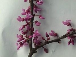 Red Bud Tree - Circus canadensis 20 seeds by Red Earth Seeds - $14.99