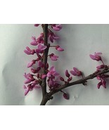 Red Bud Tree - Circus canadensis 20 seeds by Red Earth Seeds - €12,78 EUR