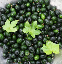 Melothria pendula - Creeping Cucumber 40 seeds - £11.98 GBP