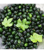 Melothria pendula - Creeping Cucumber 40 seeds - $14.99