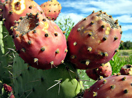 Very Large Pad Yellow Flower Prickly Pear Opuntia 40 Seeds - £11.79 GBP