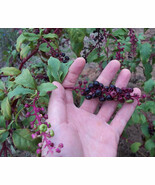 Poke Sallet - Phytolacca americana 40 Seeds - €12,78 EUR