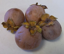 Persimmon Tree (Diospyros virginiana) 20 Seeds - £11.84 GBP
