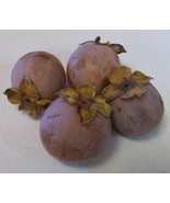 Persimmon Tree (Diospyros virginiana) 20 Seeds - $14.99