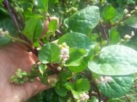 Malabar spinach Basella alba 10 seeds - $14.99