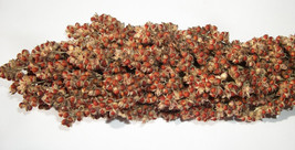 Sorghum bicolor 40 Seeds - €12,75 EUR