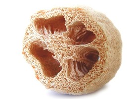 Lufa Sponge - Luffa cylindrica 20 Seeds - $14.99