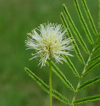 Desmanthus illinoensis - 40 Bundleflower seeds - £11.98 GBP