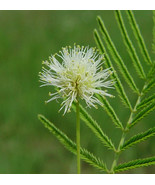 Desmanthus illinoensis - 40 Bundleflower seeds - €12,78 EUR