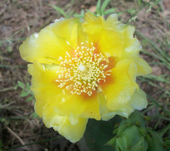 Opuntia - Native Prickly Pear, Small Pad, Yellow Flower 40 Seeds - £11.95 GBP