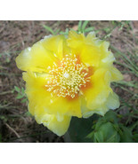 Opuntia - Native Prickly Pear, Small Pad, Yellow Flower 40 Seeds - €12,75 EUR