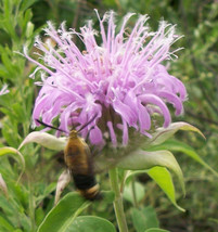Wild Bergamot (Bee Balm) - Monarda fistulosa 2 dried seed pods = 200+ seeds - £11.79 GBP