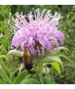 Wild Bergamot (Bee Balm) - Monarda fistulosa 2 dried seed pods = 200+ seeds - $14.99