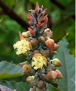 Castor oil plant - Ricinus communis 5 seeds - $14.99